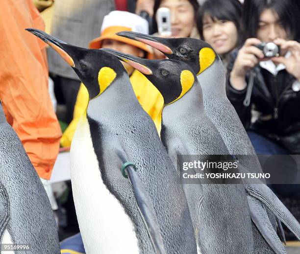 King penguins take a walk past spectators at Tokyo's Ueno Zoo on December 24, 2009. Five penguins will perform the walk every week until the end of...