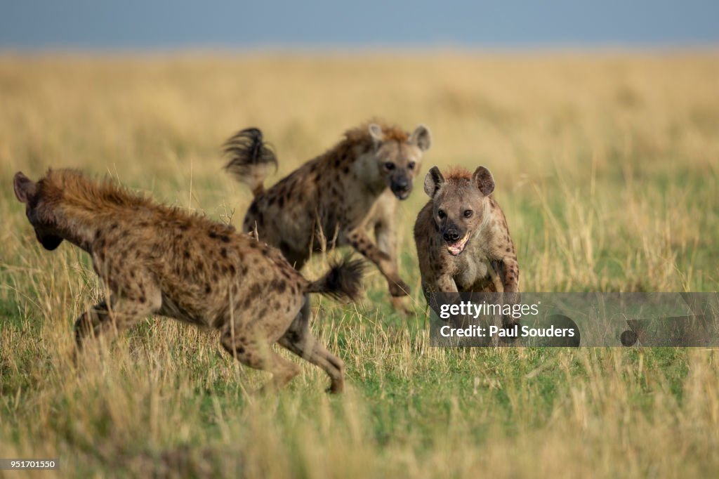Fighting Hyenas, Masai Mara Game Reserve, Kenya
