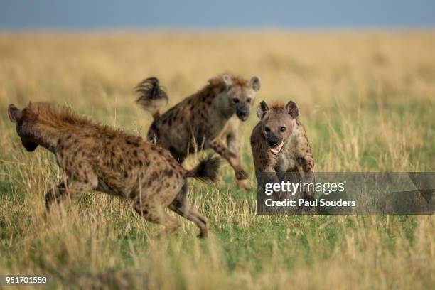 fighting hyenas, masai mara game reserve, kenya - spotted hyena stock pictures, royalty-free photos & images