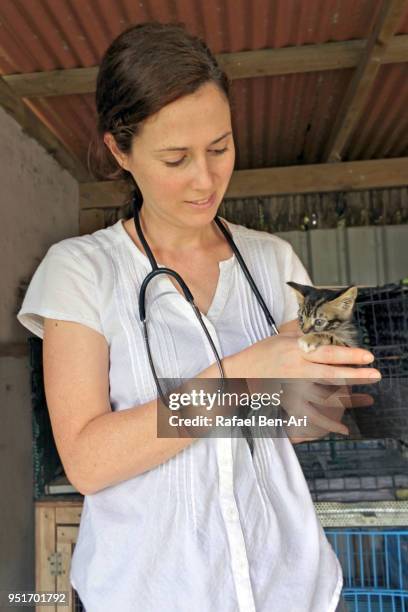 veterinary physician woman petting a kitten in animal shelter - rafael ben ari fotografías e imágenes de stock