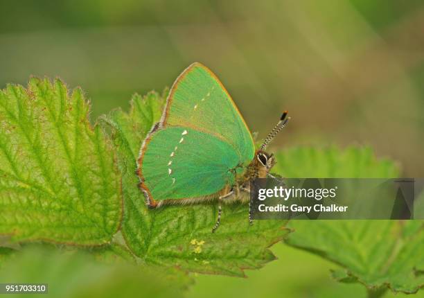 green hairstreak [ callophrys rubi] butterfly - warminster stock pictures, royalty-free photos & images