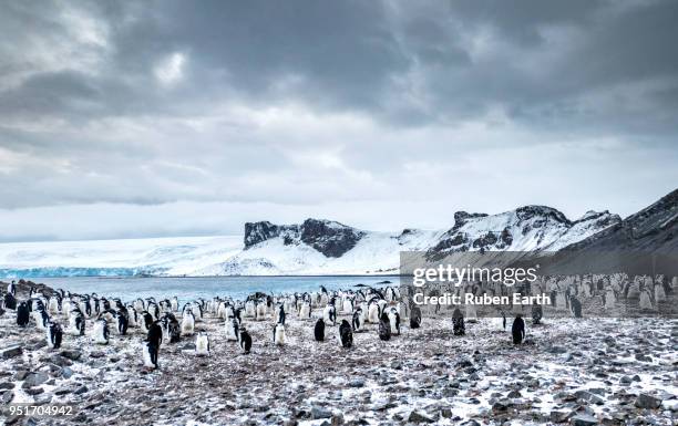 chinstrap penguin colony landscape - deception island foto e immagini stock