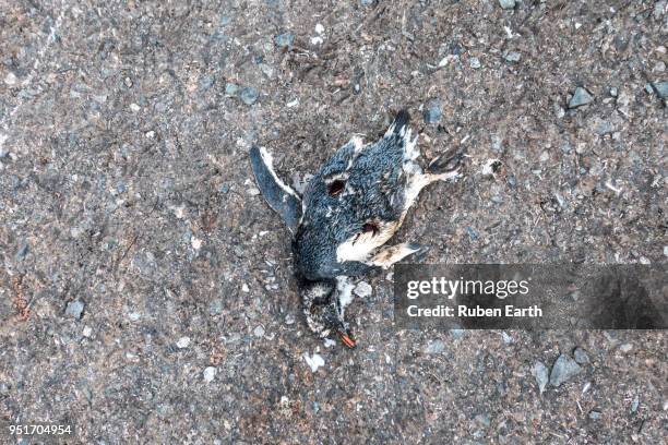 dead gentoo penguin in antarctica - south shetland islands stock pictures, royalty-free photos & images