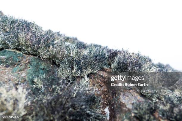 moss growing over a rock in antarctica peninsula - south shetland islands stock-fotos und bilder