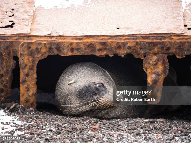 fur seal resting under a rusty building in deception island - south shetland islands 個照片及圖片檔