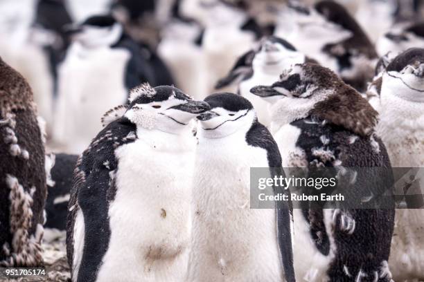 chinstrap penguins colony close up - chinstrap penguin fotografías e imágenes de stock