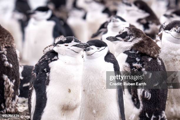 chinstrap penguins colony close up - south shetland islands stockfoto's en -beelden