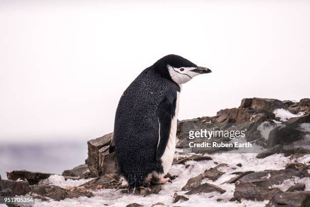 chinstrap penguin portrait - south shetland islands 個照片及圖片檔