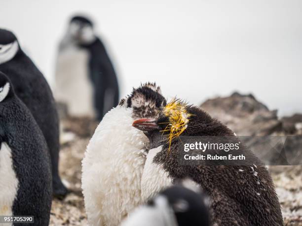 chinstrap penguins colony and macaroni penguins - south shetland islands stock-fotos und bilder