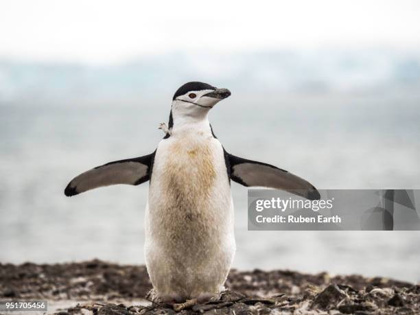 chinstrap penguin rising the wings - south shetland islands 個照片及圖片檔