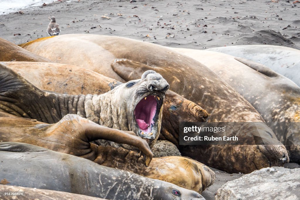 Elephant Seal opening the mouth