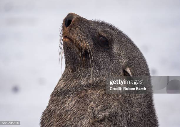 fur seal portrait - south shetland islands stockfoto's en -beelden