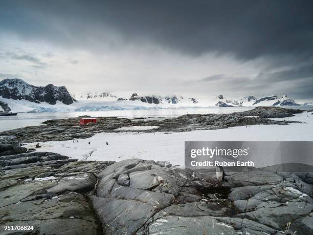 antarctic landscape in petermann island - petermann island stock pictures, royalty-free photos & images