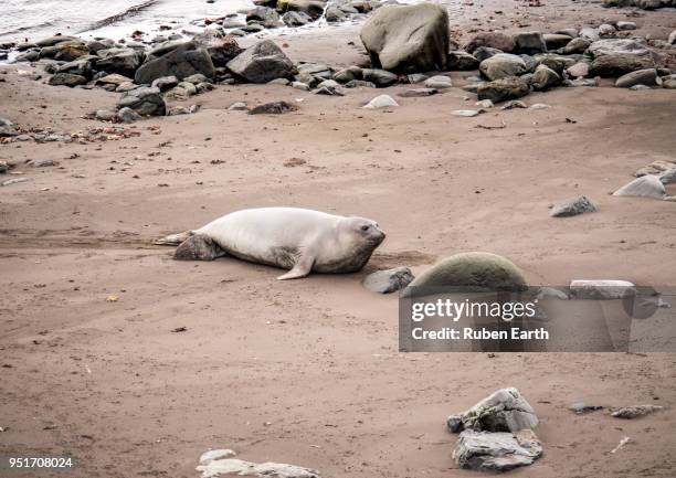 elephant seal female in the south shetland islands - south shetland islands stock pictures, royalty-free photos & images