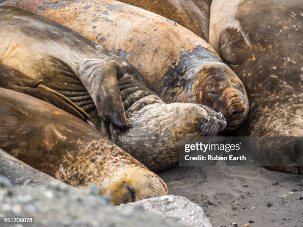 elephant seals in the south shetland islands - south shetland islands 個照片及圖片檔