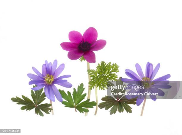 purple and pink anemone flowers on white. - anemone flower arrangements stock pictures, royalty-free photos & images