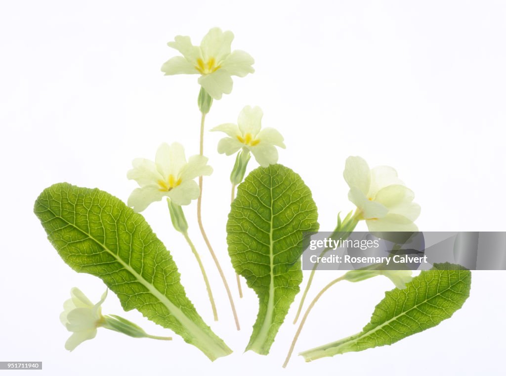 Six pale yellow primrose flowers & leaves on white.