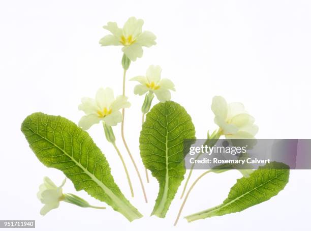 six pale yellow primrose flowers & leaves on white. - primrose stock pictures, royalty-free photos & images