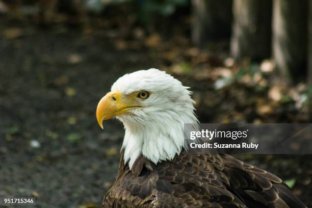 female bald eagle - female bald eagle 個照片及圖片檔
