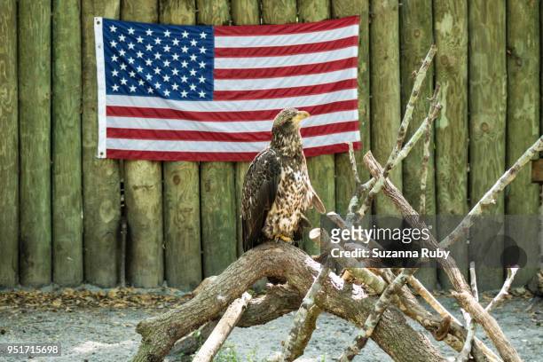 female juvenile bald eagle - female bald eagle 個照片及圖片檔