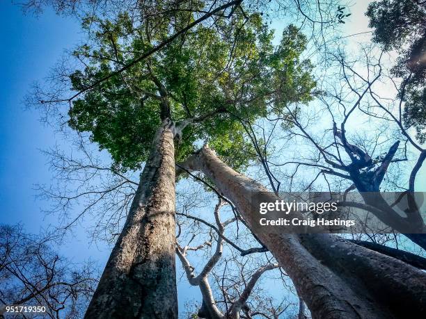 giant trees of ankor wat cambodia - harvest cathedral stockfoto's en -beelden