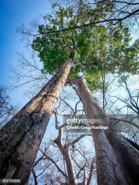 giant trees of ankor wat cambodia - harvest cathedral stockfoto's en -beelden