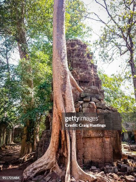 giant trees of ankor wat cambodia - harvest cathedral stockfoto's en -beelden