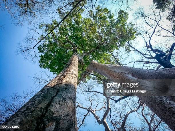 giant trees of ankor wat cambodia - harvest cathedral stockfoto's en -beelden