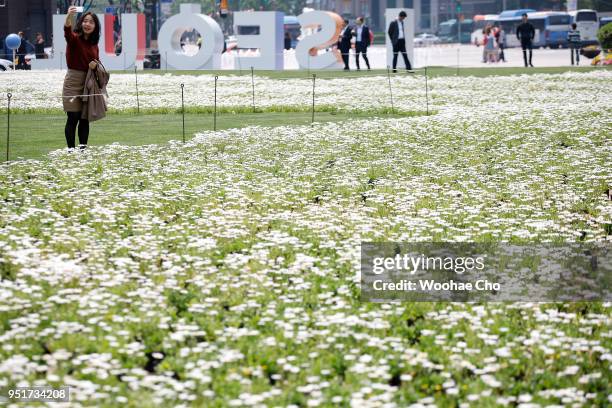 Seoul, SOUTH KOREA A South Korean woman takes a picture in Seoul Square decorated with Marguerite in the shape of Korean Peninsula on April 27, 2018...