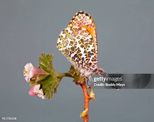 close up of sara's orangetip butterfly - aconitum carmichaelii stock pictures, royalty-free photos & images