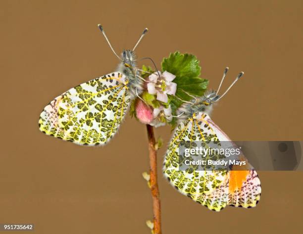 close up of sara's orangetip butterfly - aconitum carmichaelii stock pictures, royalty-free photos & images