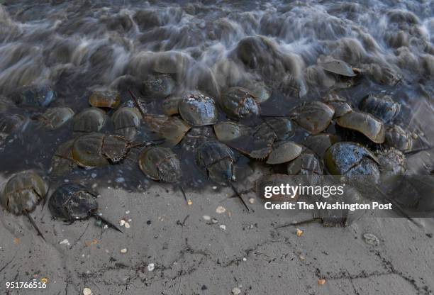 Horseshoe crabs come ashore to mate and lay eggs during a new moon at Kitts Hummock Beach on June 21, 2017 in Dover, De.