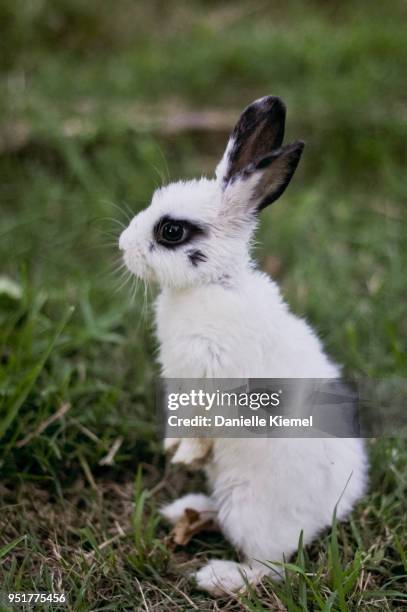 252 Rabbit Standing On Hind Legs Stock Photos, High-Res Pictures, and ...