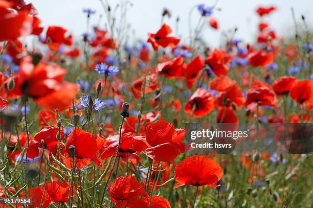 field of red poppies and cornflowers - rapsfeld stockfoto's en -beelden