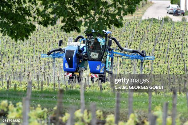 Mechanical spreader sprays a phytosanitary treatment on the wine grapes in prevention against mildew or oidium, the main wine grapes diseases, on...
