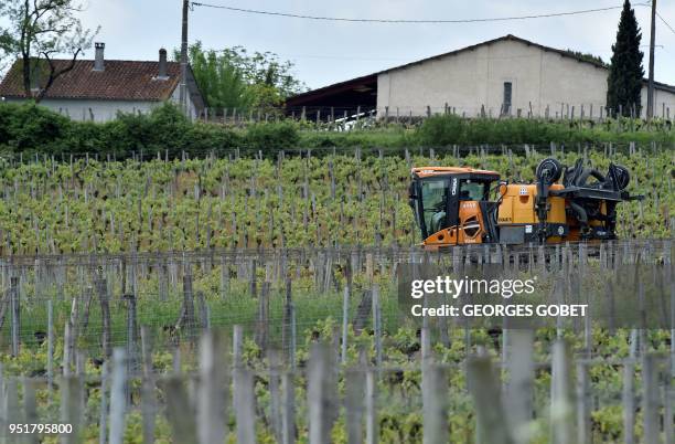 Mechanical spreader sprays a phytosanitary treatment on the wine grapes in prevention against mildew or oidium, the main wine grapes diseases, on...