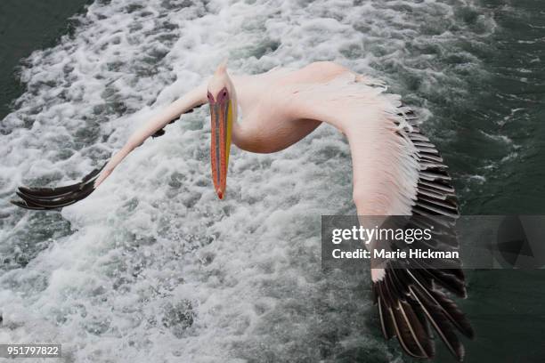 pelican flying over walvis bay in namibia. - marie hickman stock-fotos und bilder