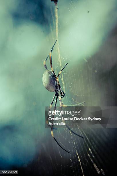 strung out - louise docker sydney australia stock pictures, royalty-free photos & images