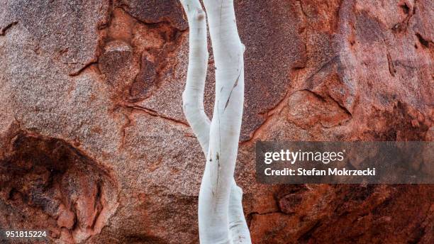 karlu karlu or devils marbles conservation reserve, northern territory, australia - ghost gum stock pictures, royalty-free photos & images