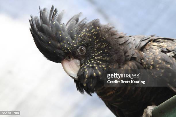 black cockatoo - cacatúa fotografías e imágenes de stock