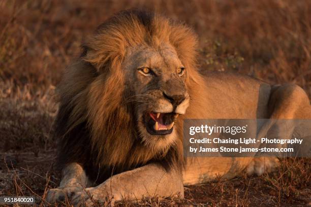 male lion lying in morning light roaring - lion chasing stock pictures, royalty-free photos & images