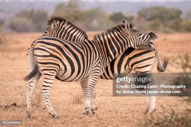 two zebras standing head to tail, one laughing - chasing tail stock pictures, royalty-free photos & images