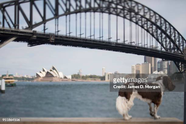 Twiglet, the English Springer Spaniel enjoys Sydney Habour on April 26, 2018 in Sydney, Australia. Shot on a tilt shift lens, this image was shot...