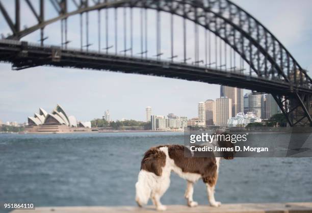 Twiglet, the English Springer Spaniel enjoys Sydney Habour on April 26, 2018 in Sydney, Australia. Shot on a tilt shift lens, this image was shot...