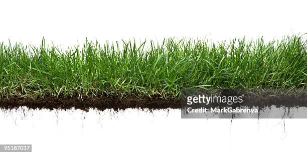 erba e radici isolato - grass foto e immagini stock