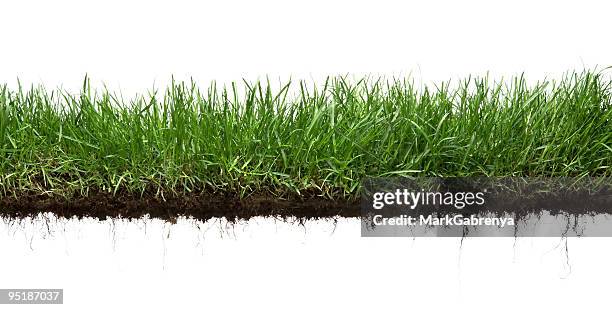 草、根の絶縁 - 辺縁部 ストックフォトと画像