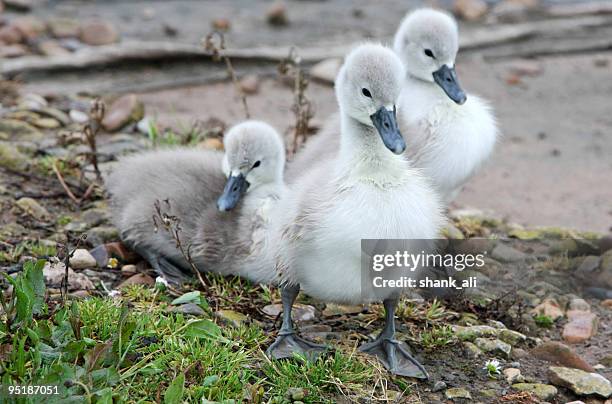 cygnets - cygnet stock pictures, royalty-free photos & images