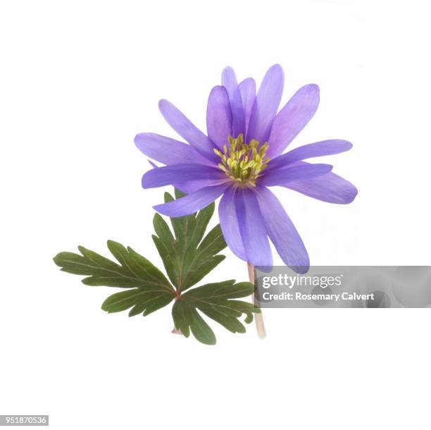 dainty purple wood anemone with leaf on white. - anemone flower arrangements stock pictures, royalty-free photos & images