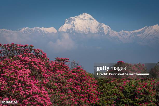 dhaulagiri mountain peak behind rhododendron flower, annapurna range, pokhara, nepal - rhododendron stock-fotos und bilder