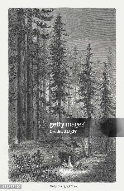 redwoods (sequoiadendron giganteum) in california, usa, wood engraving, published 1888 - sequoia national park people stock illustrations